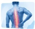 Spine Anatomy
